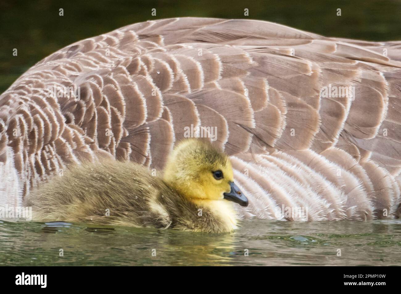 Giovane oca canadese (Branta canadensis) che nuota accanto all'oca adulta; nuova Zelanda Foto Stock