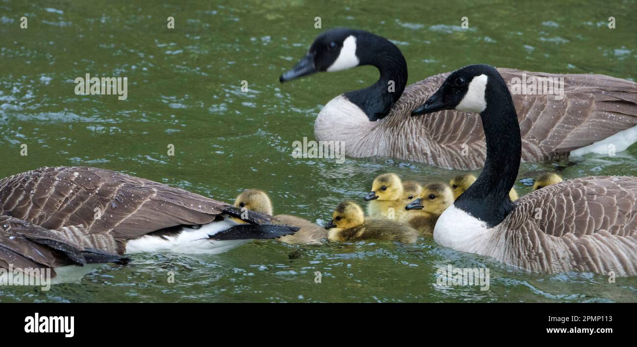 Oche del Canada e goslings (Branta canadensis) che nuotano insieme; nuova Zelanda Foto Stock