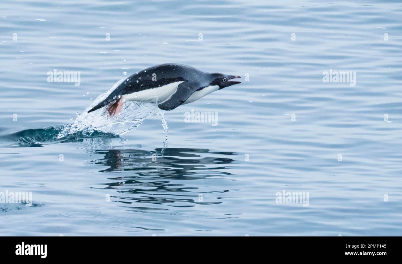 Il pinguino di Adelie (Pygosceis adeliae) salta sopra la superficie dell'acqua; Antartide Foto Stock