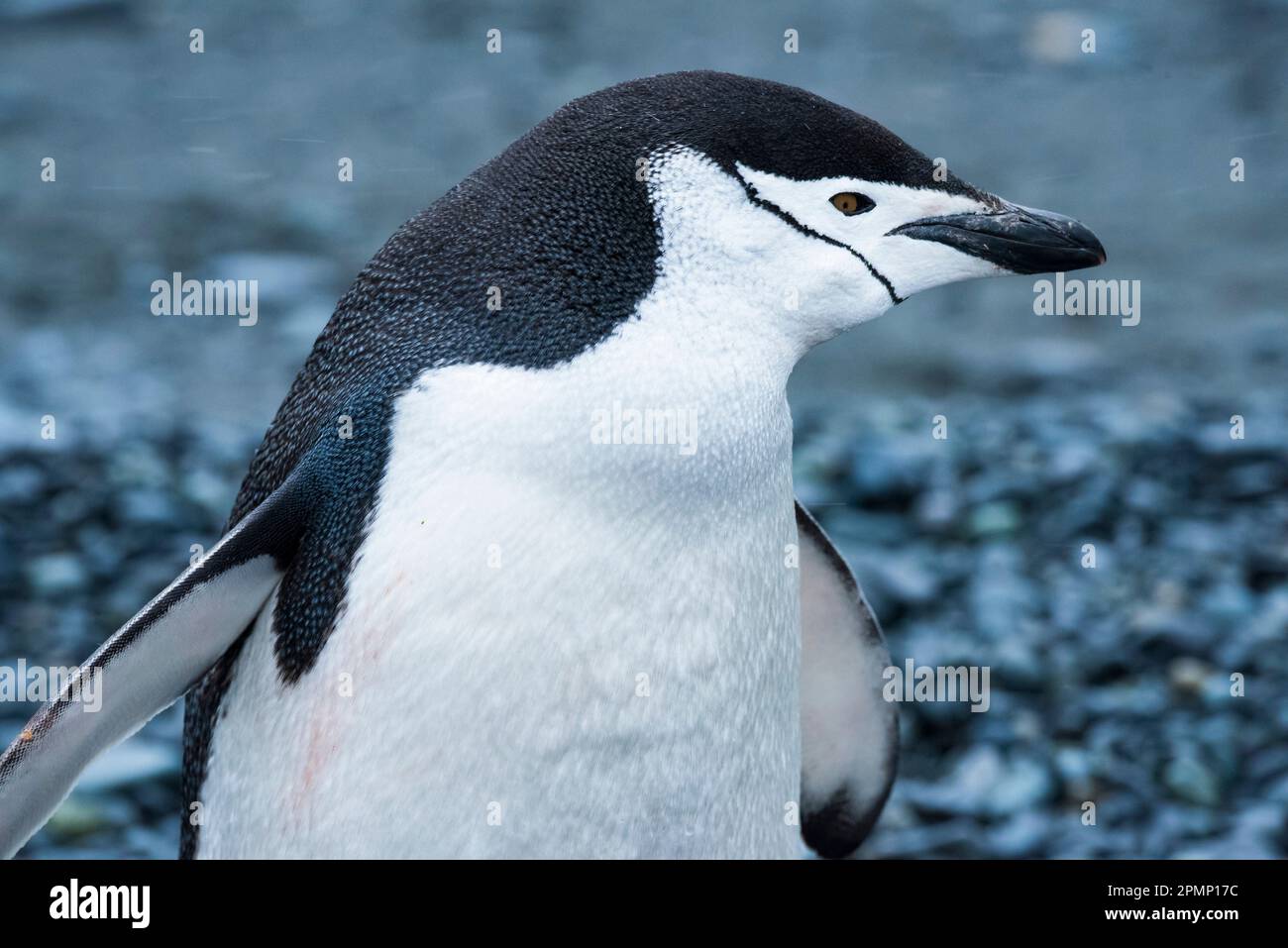 Ritratto ravvicinato di un pinguino Chinstrap (Pygoscelis antarcticus) su Half Moon Island; Antartide Foto Stock