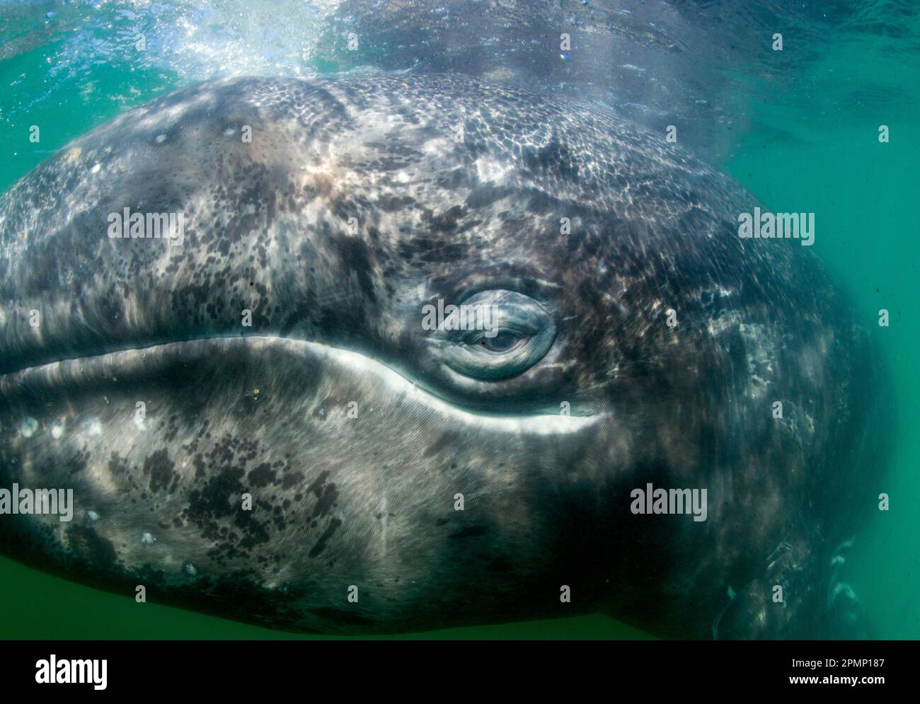 Primo piano del volto di una balena grigia (Eschrichtius robustus); Messico Foto Stock