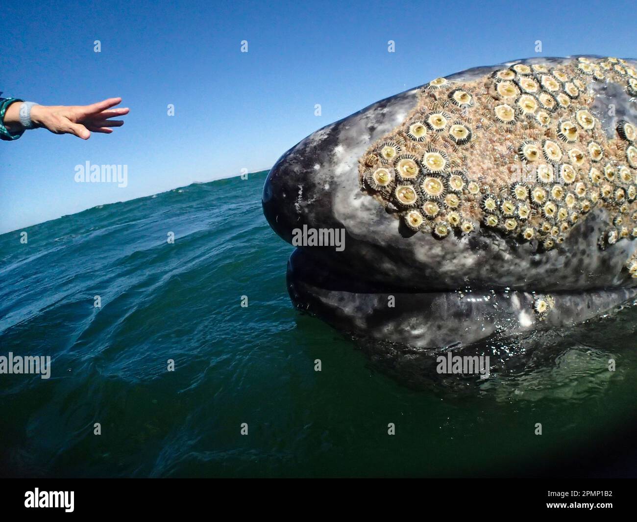 La mano si allunga per toccare la testa di una balena grigia (Eschrichtius robustus); bassa California, Messico Foto Stock