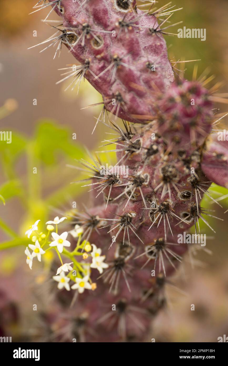 Cactus in fiore; Baja California, Messico Foto Stock