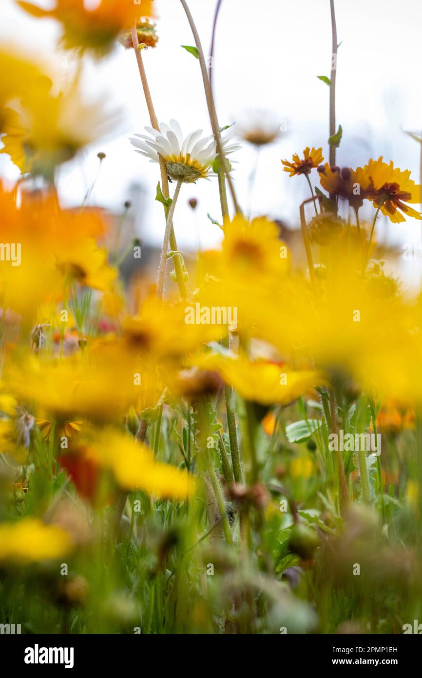 Fiori in un prato, Super fiori Foto Stock