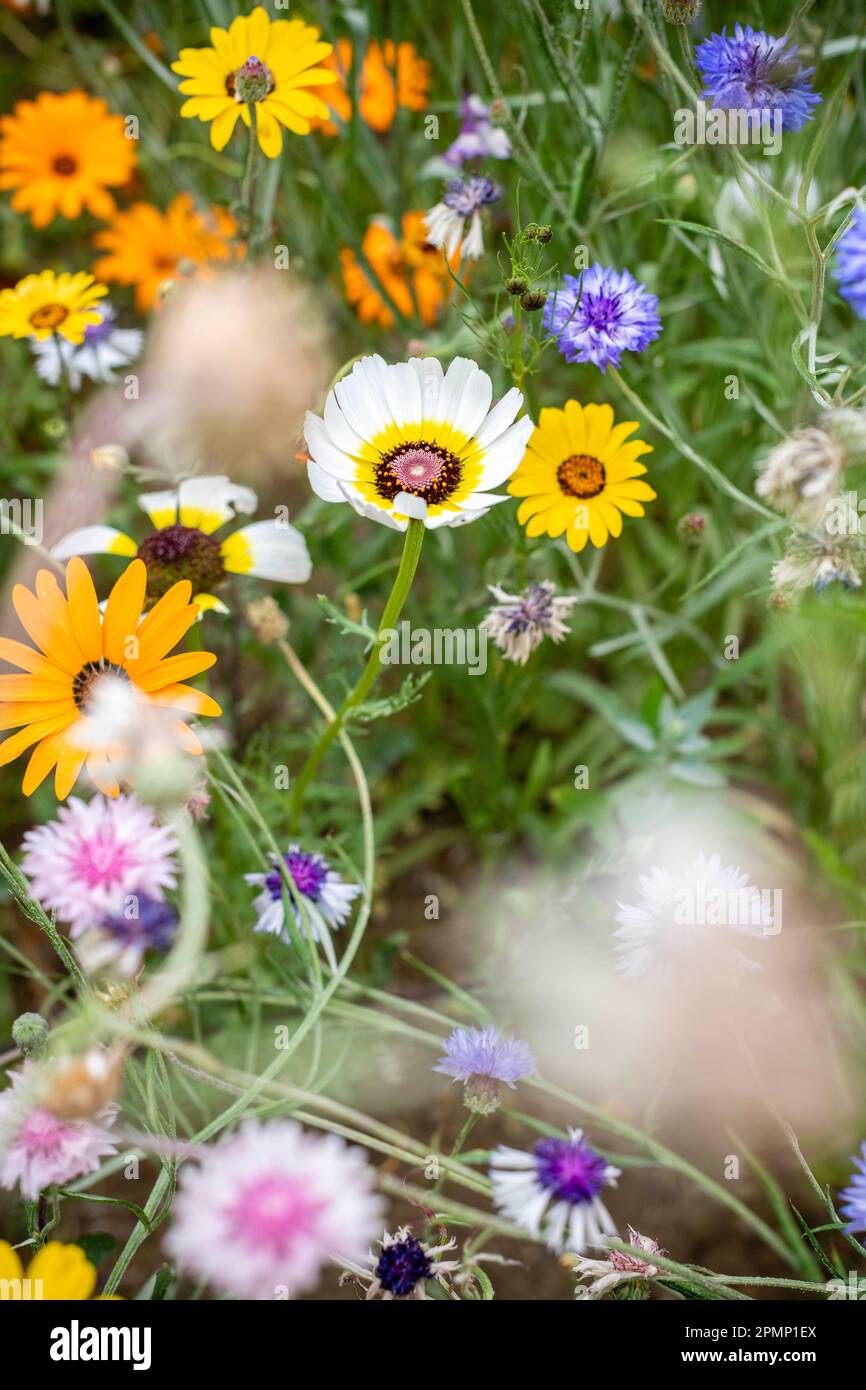 Fiori in un prato, Super fiori Foto Stock