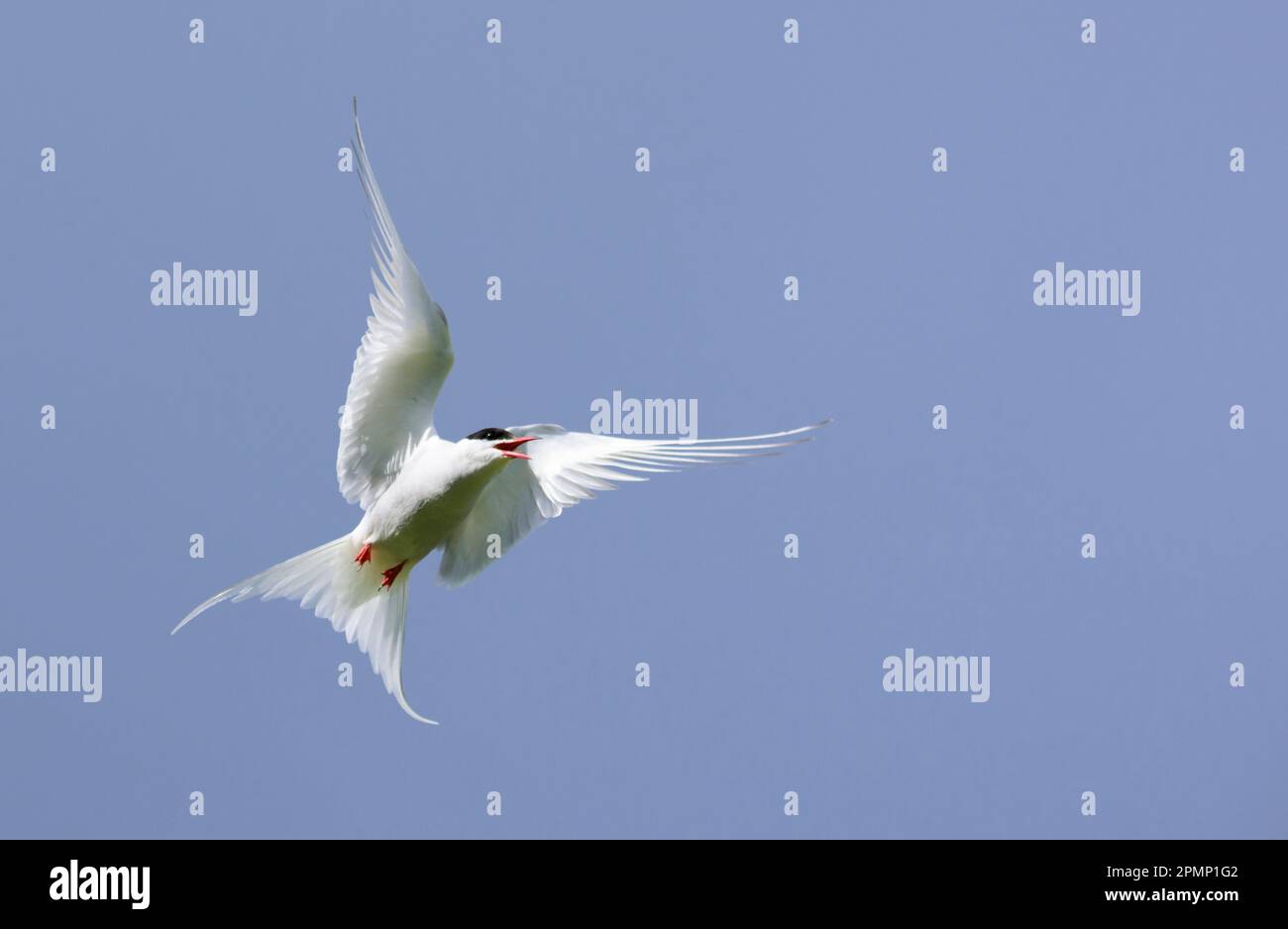 Terna artica (Sterna paradisaea) in volo in un cielo blu; isola di Vigur, baia di Isafjordur, Islanda Foto Stock