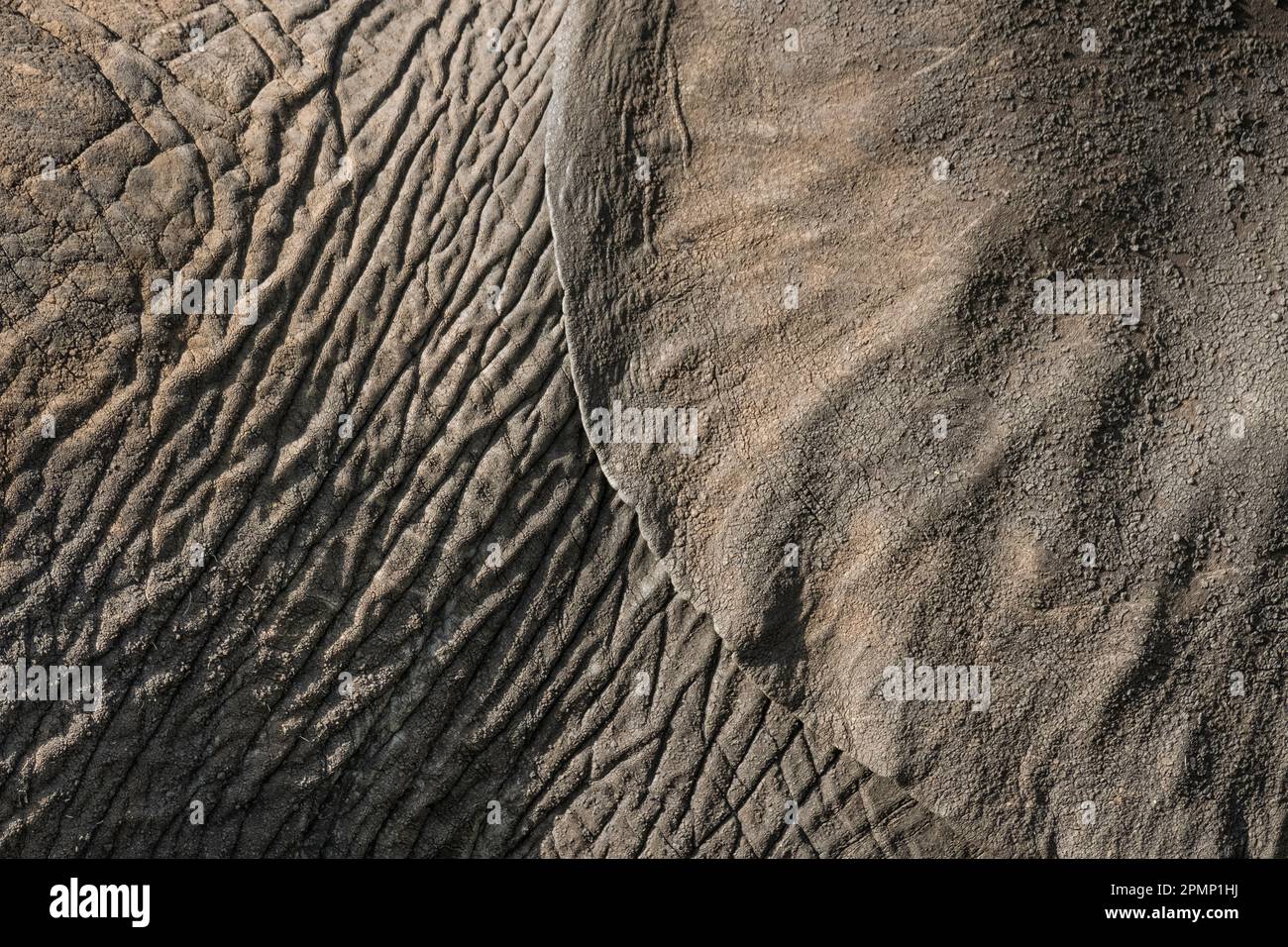 Dettaglio di un orecchio e corpo di un elefante africano (Loxodonta africana), Parco Nazionale del Serengeti; Tanzania Foto Stock