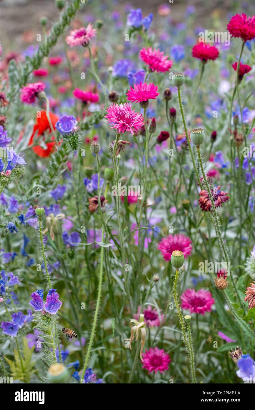 Fiori in un prato, Super fiori Foto Stock Fiori in un prato, Super fiori Foto Stock