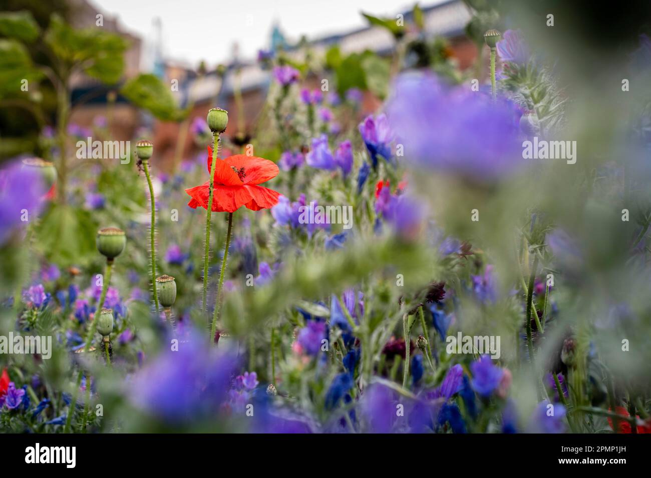 Fiori in un prato, Super fiori Foto Stock
