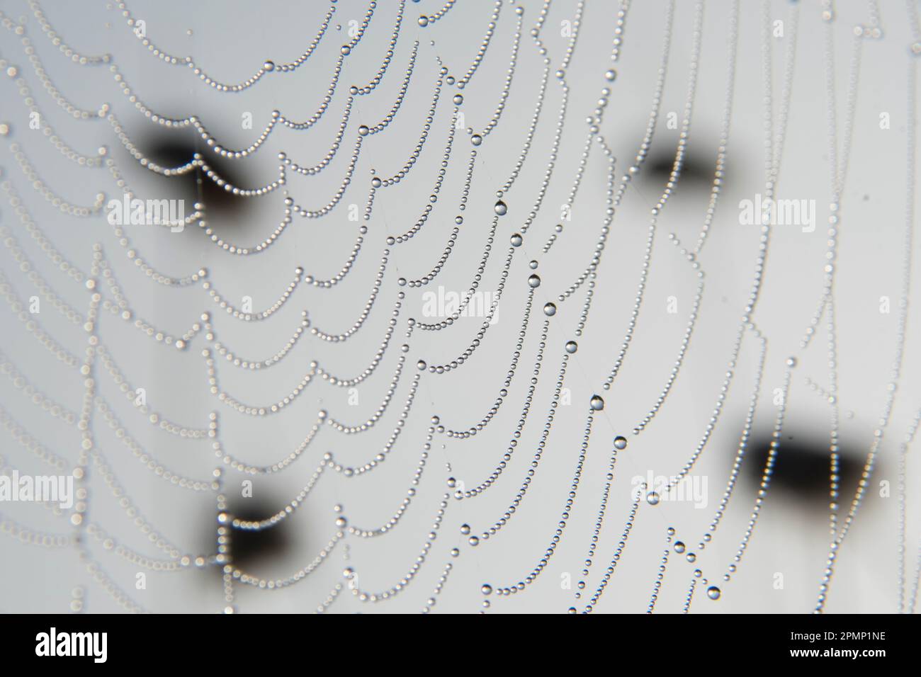Rugiada mattutina su una ragnatela su sfondo bianco; Davis, West Virginia, Stati Uniti d'America Foto Stock