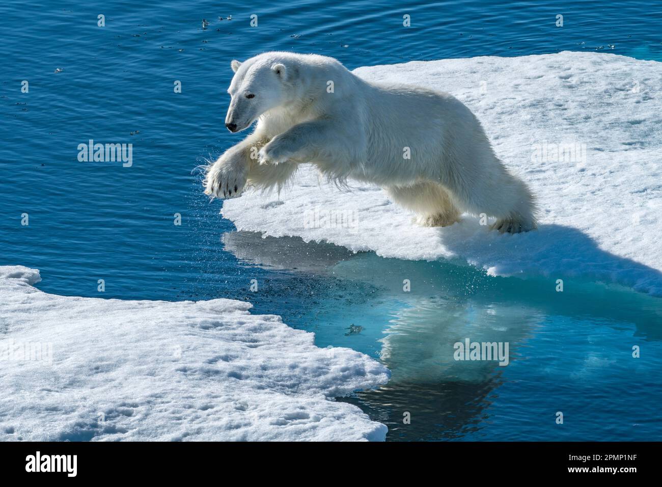L'orso polare (Ursus maritimus) salta sul bordo del ghiaccio marino; Baffin Island, Nunavut, Canada Foto Stock