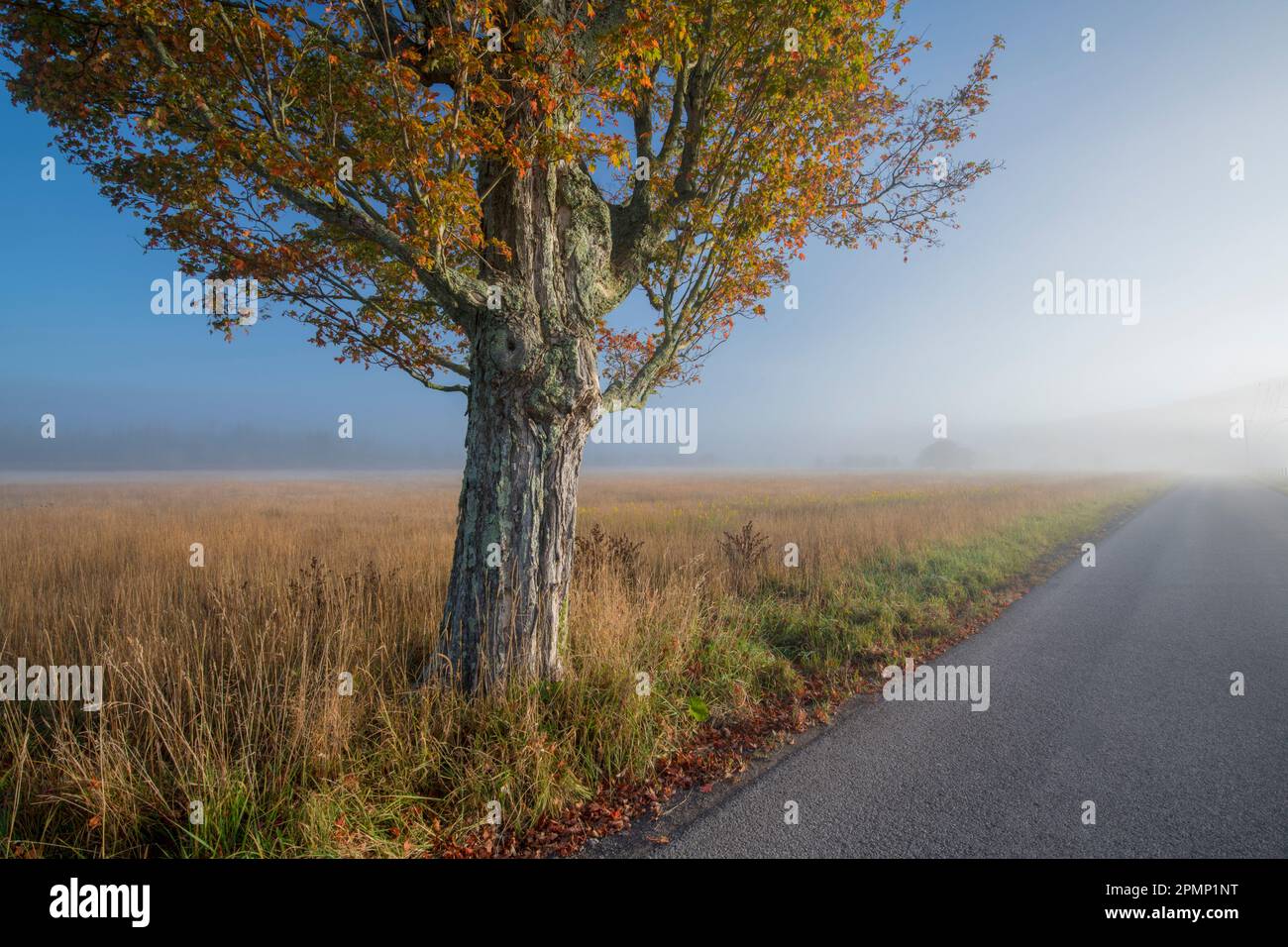 Acero dello zucchero (Acer saccharum) lungo una strada di campagna in una nebbiosa mattinata autunnale nella Canaan Valley, Virginia Occidentale, Stati Uniti Foto Stock