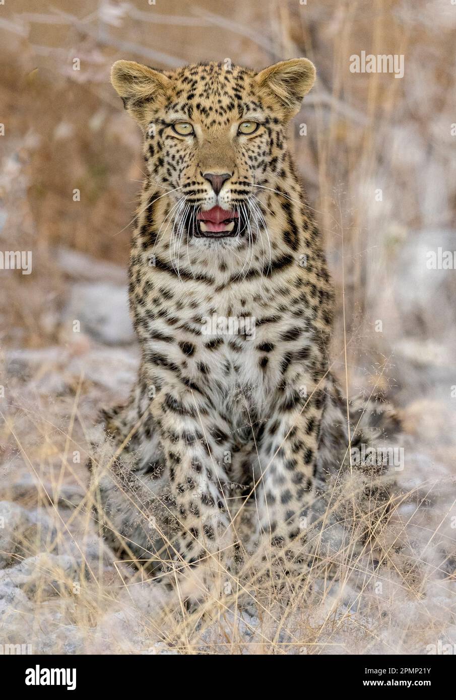 Ritratto di un giovane leopardo maschile (Panthera pardus), seduto con la bocca aperta; Okaukuejo, Parco Nazionale di Etosha, Kunene, Namibia Foto Stock