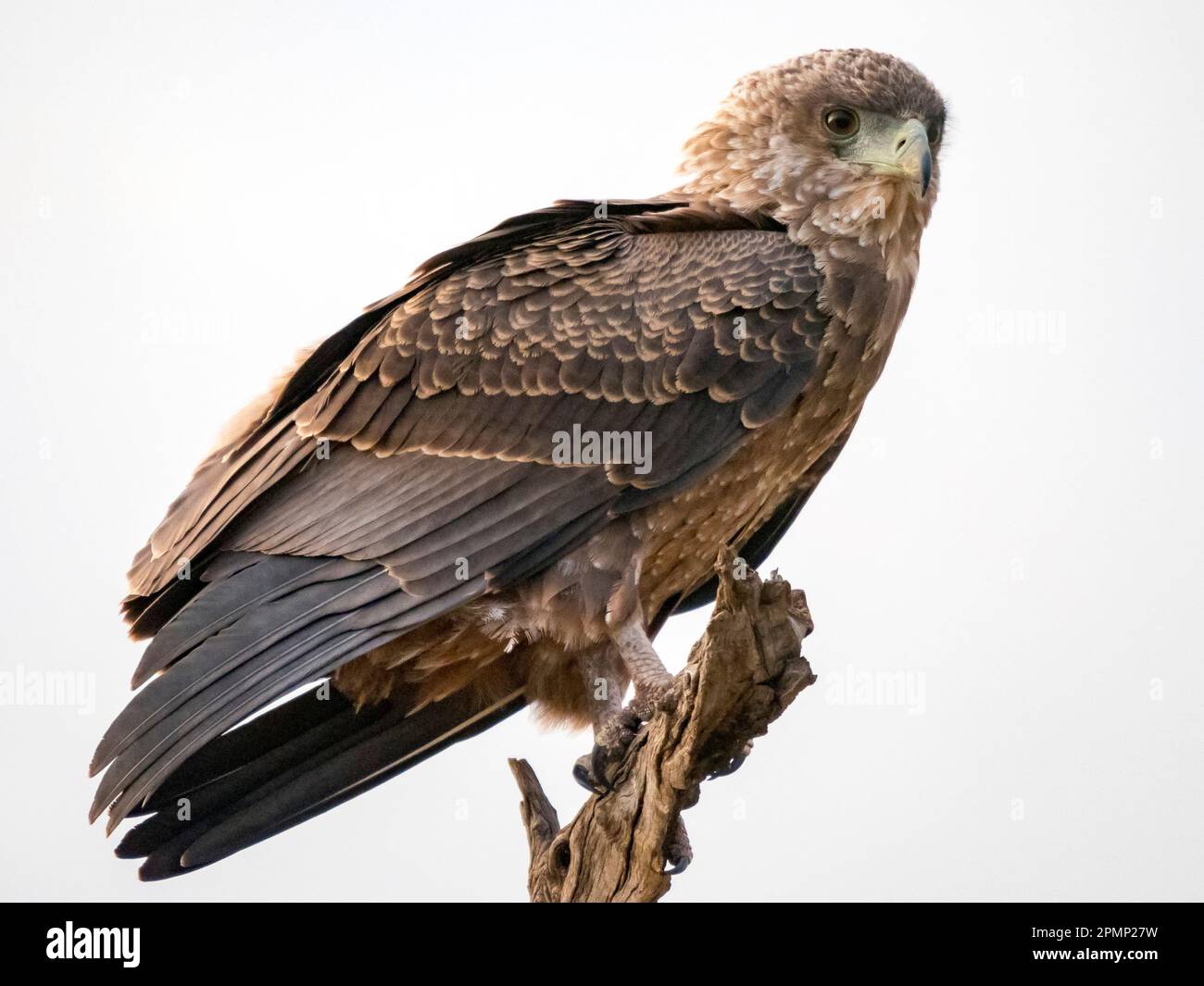 Ritratto ravvicinato di una giovane aquila bateleur africana (Terathopius ecaudatus) arroccata su un ramo; Kogatende, Parco Nazionale del Serengeti, Tanzania Foto Stock