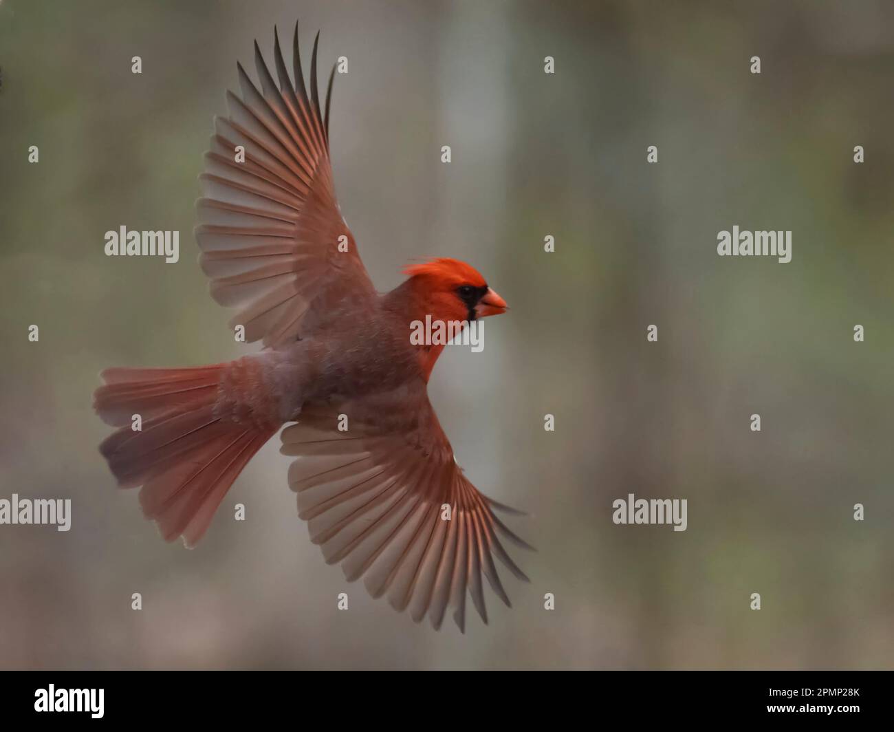 Cardinale maschile (Cardinalis cardinalis) in volo; Rochester, Minnesota, Stati Uniti d'America Foto Stock