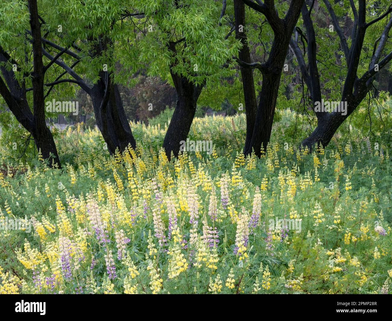 Le piante di Lupine fioriscono in una foresta di salici; South Island, nuova Zelanda Foto Stock