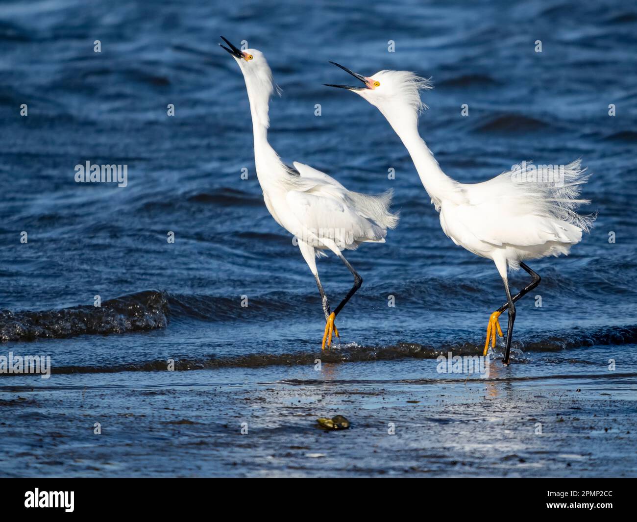 Egrets innevate (Egretta thula) lungo le rive di Long Island Sound, Connecticut, USA; Old Lyme, Griswald Point, Connecticut, Stati Uniti d'America Foto Stock
