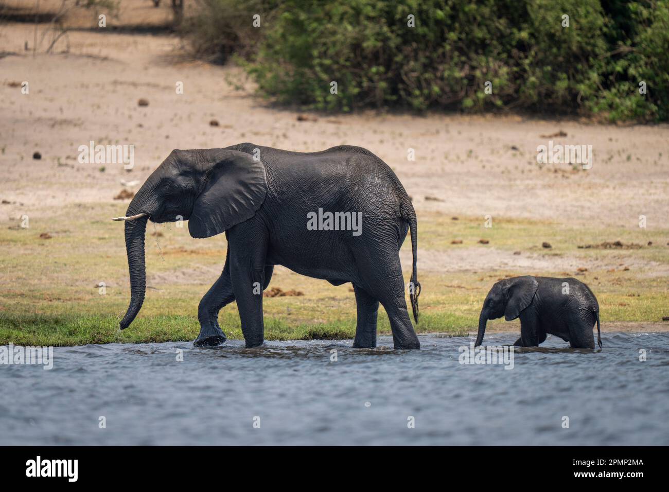 L'elefante africano (Loxodonta africana) e il vitello camminano attraverso i fondali bassi del Parco Nazionale del Chobe; Chobe, Botswana Foto Stock