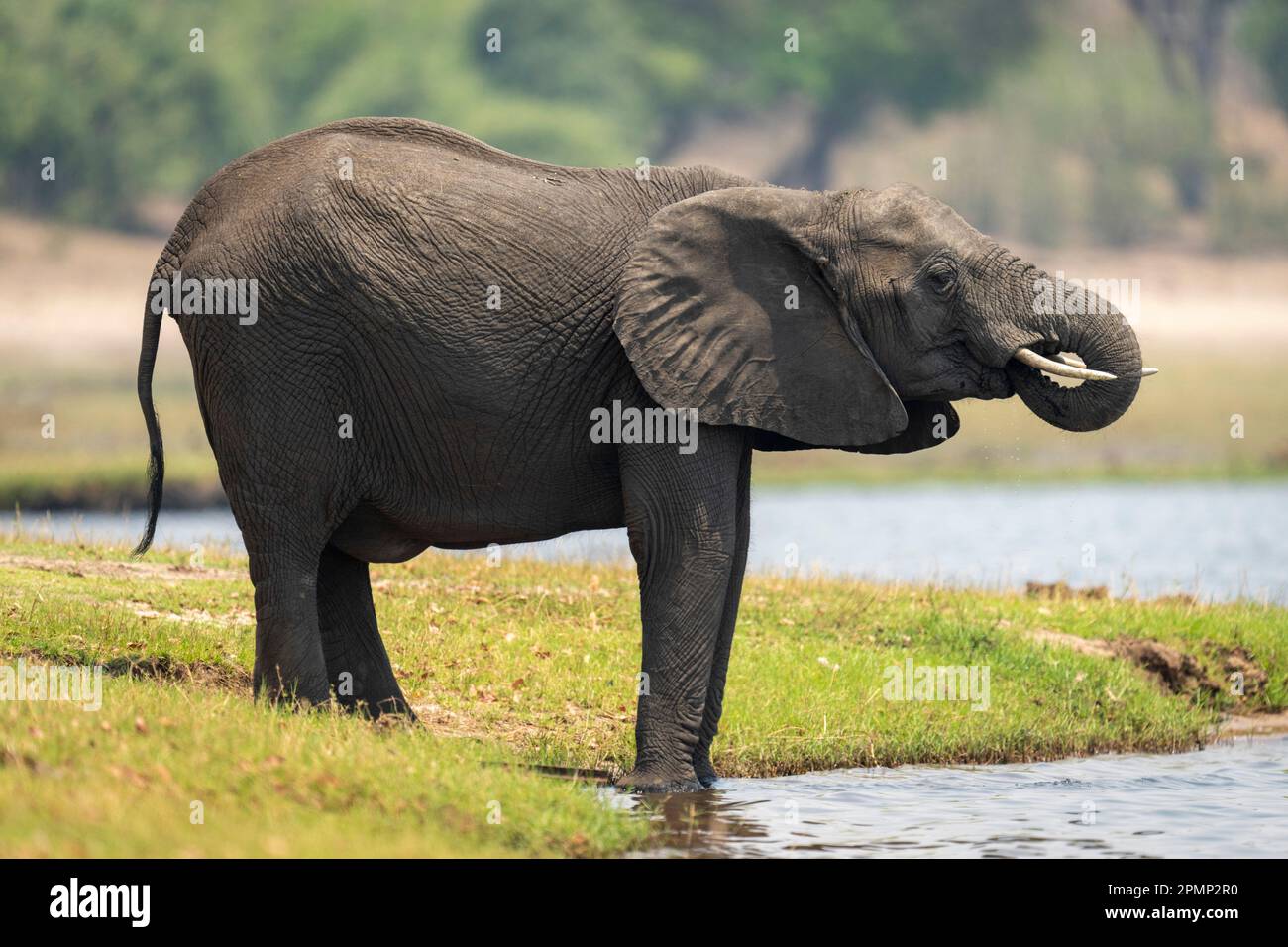 L'elefante africano (Loxodonta africana) sorge acqua potabile proveniente dal fiume, dal Chobe National Park; Chobe, Botswana Foto Stock