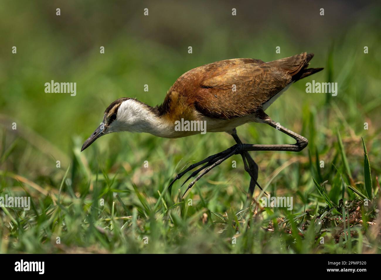 La jacana africana (Actophilornis africanus) cammina attraverso l'erba che si piega in basso nel Parco Nazionale del Chobe; Chobe, Botswana Foto Stock