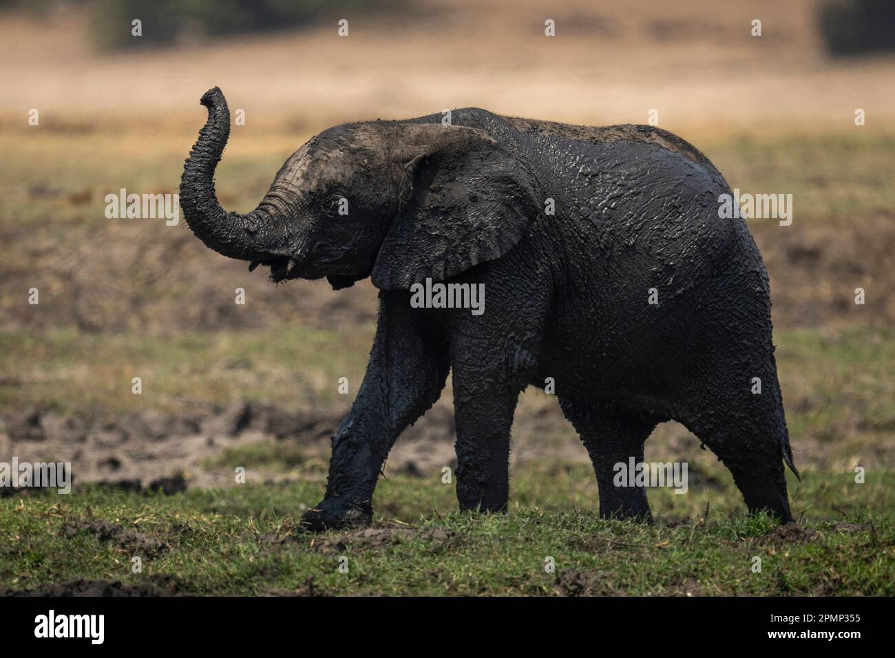 Baby elefante africano che cammina ricoperto di fango nel Parco Nazionale del Chobe; Chobe, Botswana Foto Stock