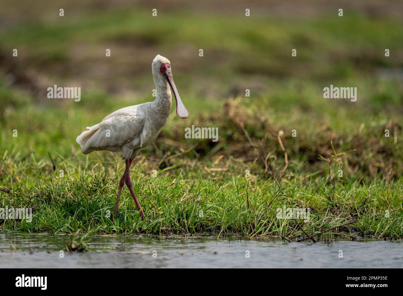 Il becco di spatola africano (Platalea alba) cammina sull'erba lungo la riva del fiume nel Parco Nazionale del Chobe; Chobe, Botswana Foto Stock