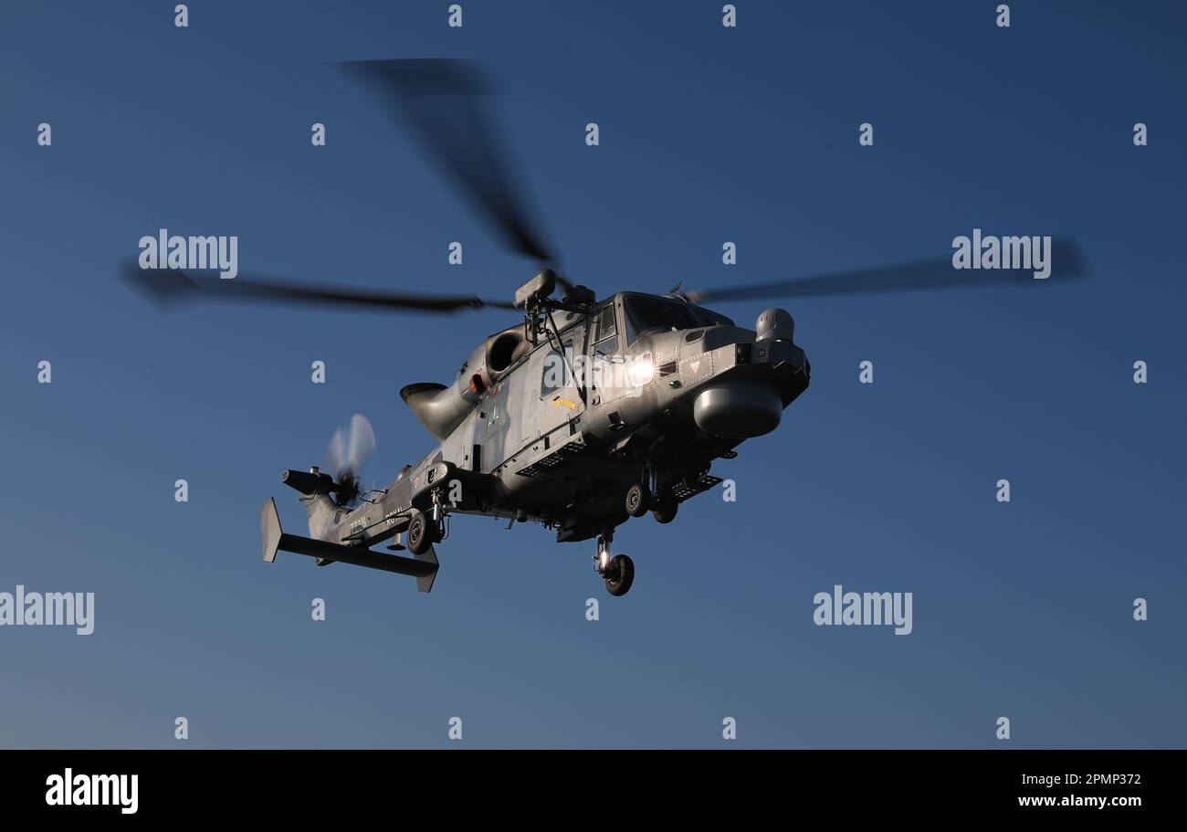 Royal Navy Wildcat HMA2 elicottero di 815 Naval Air Squadron che fornisce gli elicotteri (piccole navi voli) per fregate e cacciatorpediniere Foto Stock