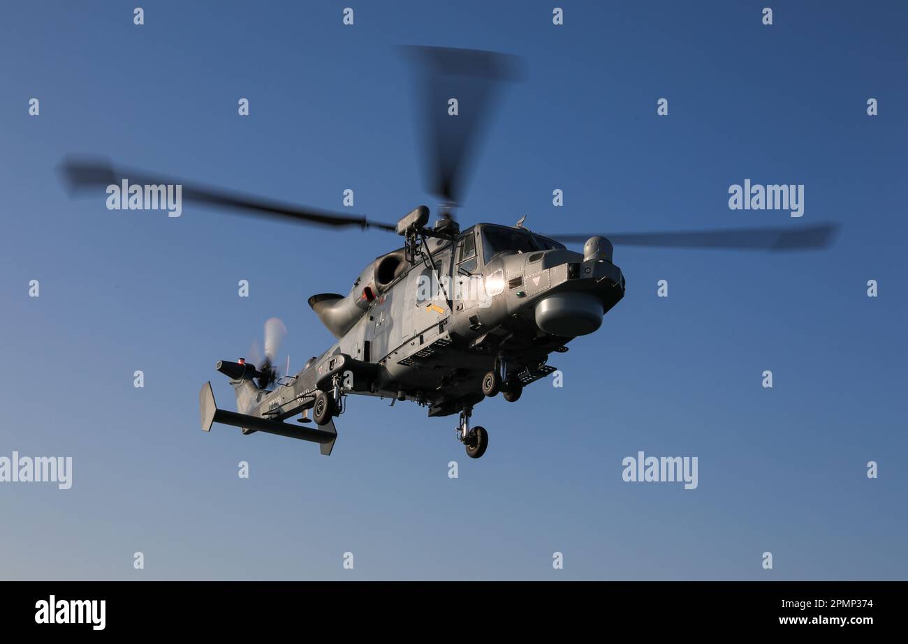 Royal Navy Wildcat HMA2 elicottero di 815 Naval Air Squadron che fornisce gli elicotteri (piccole navi voli) per fregate e cacciatorpediniere Foto Stock