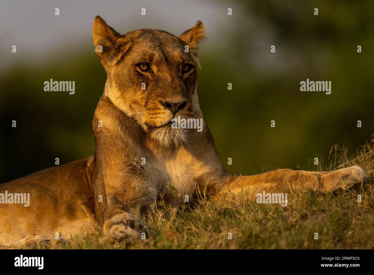 Primo piano di Lioness (Panthera leo) adagiato su pendii erbosi nel Parco Nazionale del Chobe. Ha un cappotto marrone dorato con occhi marroni; Chobe, Botswana Foto Stock
