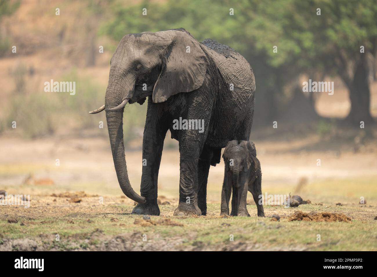 L'elefante cespuglio africano (Loxodonta africana) si trova accanto al bambino nel Parco Nazionale del Chobe; Chobe, Botswana Foto Stock