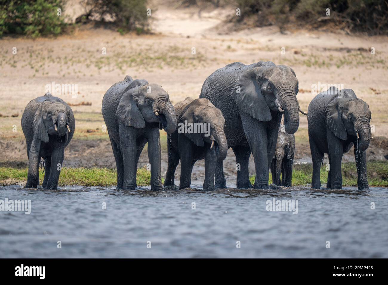 Branco di elefanti africani (Loxodonta africana) beve dal fiume nel Parco Nazionale del Chobe; Chobe, Botswana Foto Stock