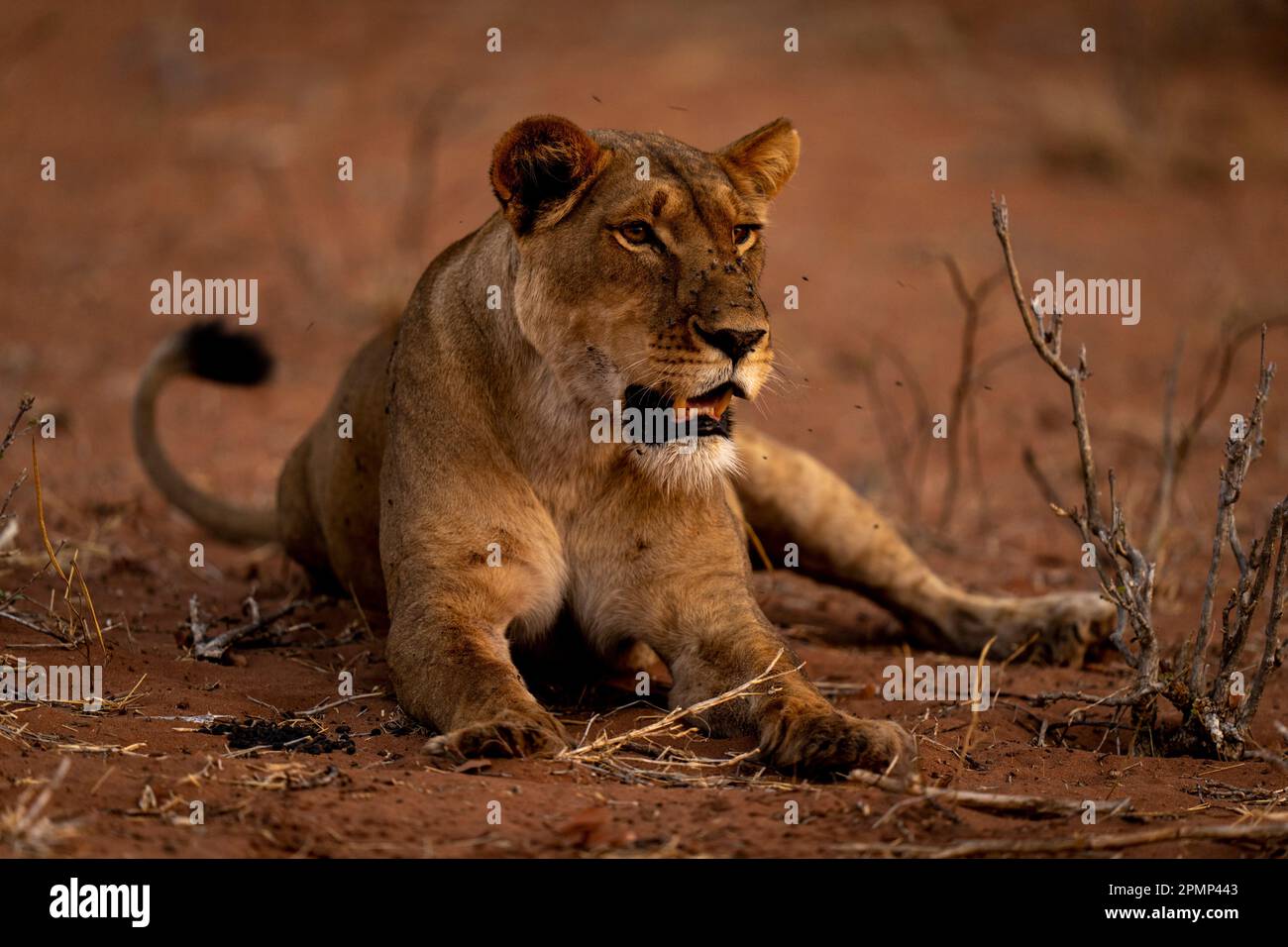 Lioness (Panthera leo) giace su sabbia circondata da mosche nel Parco Nazionale del Chobe; Chobe, Botswana Foto Stock