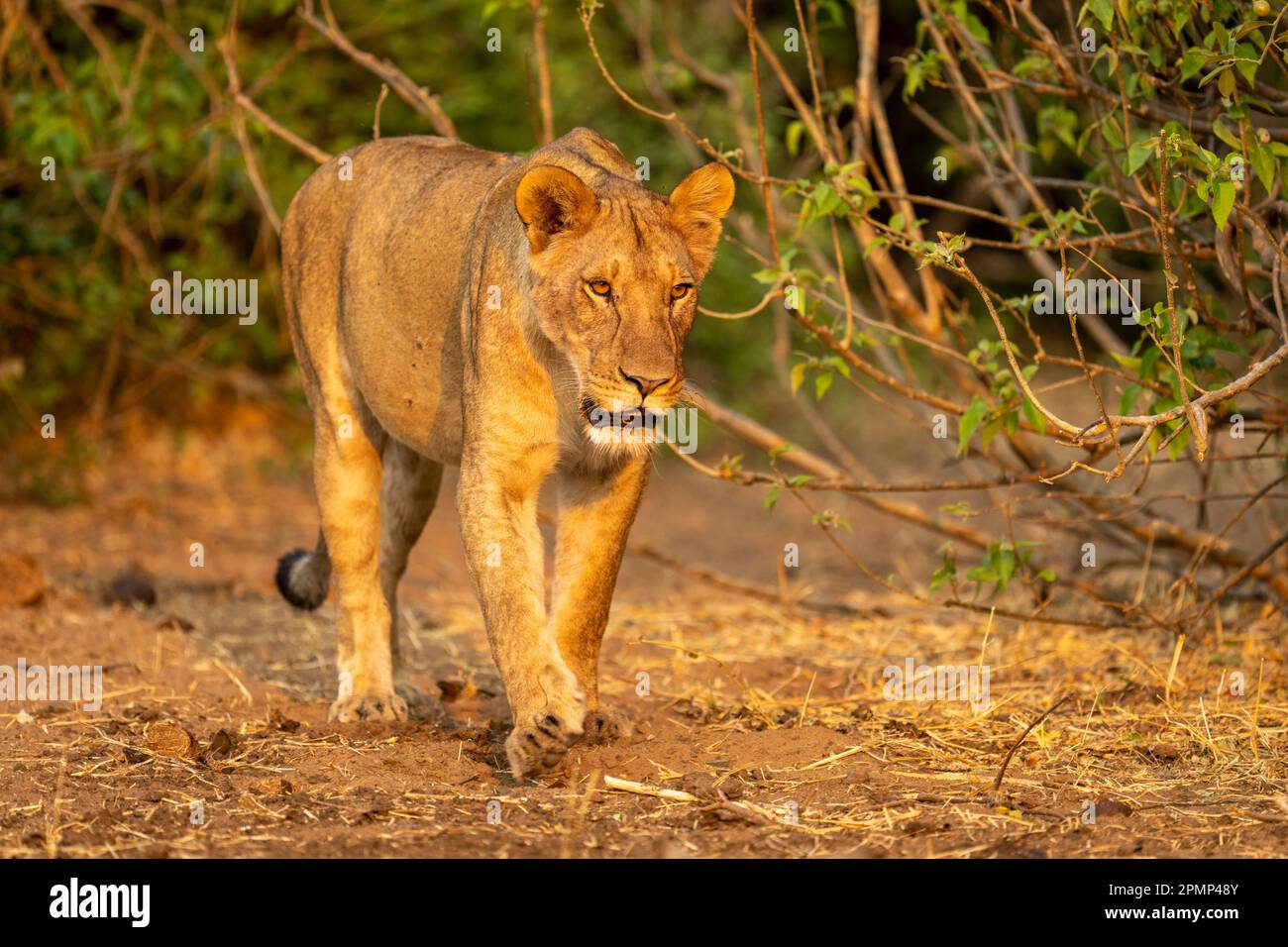 Lioness (Panthera leo) con i suoi catchlights passeggia attraverso i cespugli frondosi del Parco Nazionale del Chobe; Chobe, Botswana Foto Stock
