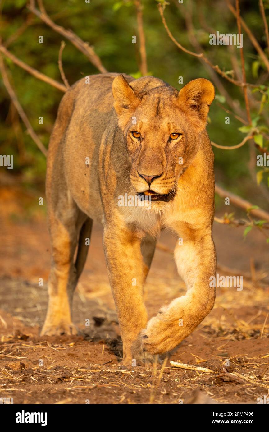 Lioness (Panthera leo) cammina attraverso cespugli su terreni sabbiosi nel Parco Nazionale del Chobe; Chobe, Botswana Foto Stock