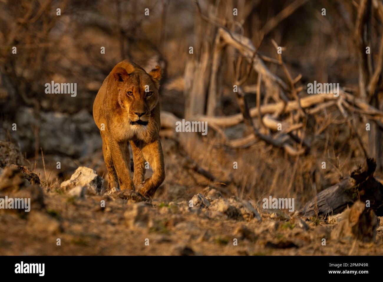 Lioness (Panthera leo) cammina verso la macchina fotografica lungo il pendio roccioso nel Parco Nazionale del Chobe; Chobe, Botswana Foto Stock