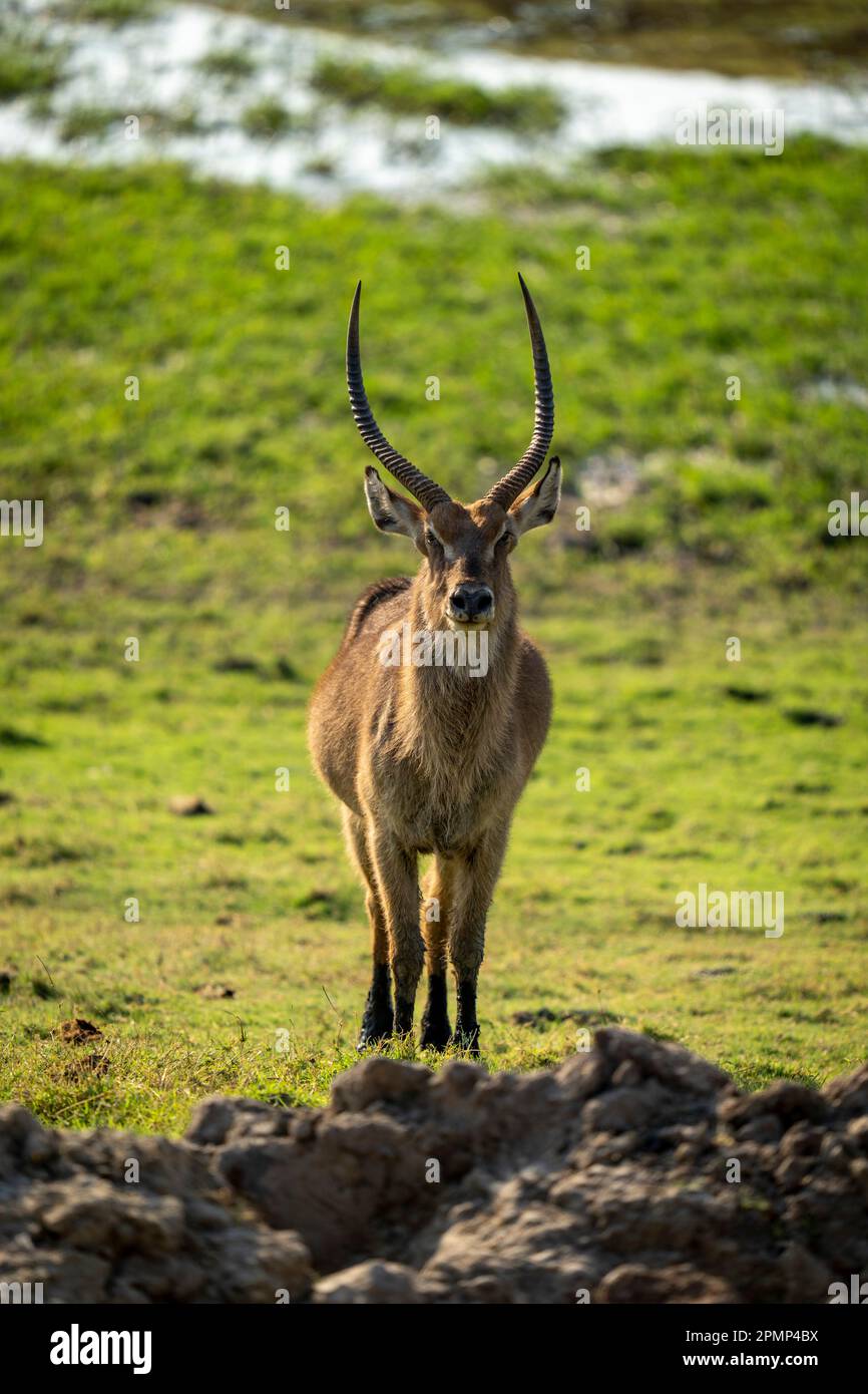 Maschio Common Waterbuck (Kobus ellipsiprymnus) si trova rivolto verso la macchina fotografica nel Parco Nazionale del Chobe; Chobe, Botswana Foto Stock