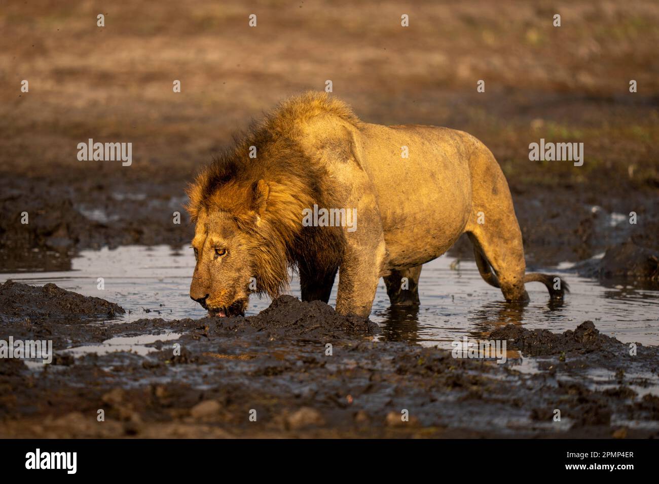 Il leone maschile (Panthera leo) beve dalla fossa fangosa del Parco Nazionale del Chobe; Chobe, Botswana Foto Stock