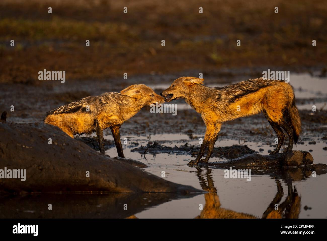 Due sciacalli neri (Lupulella mesomelas) si trovano accanto alla carcassa di giraffa nel Parco Nazionale del Chobe; Chobe, Botswana Foto Stock