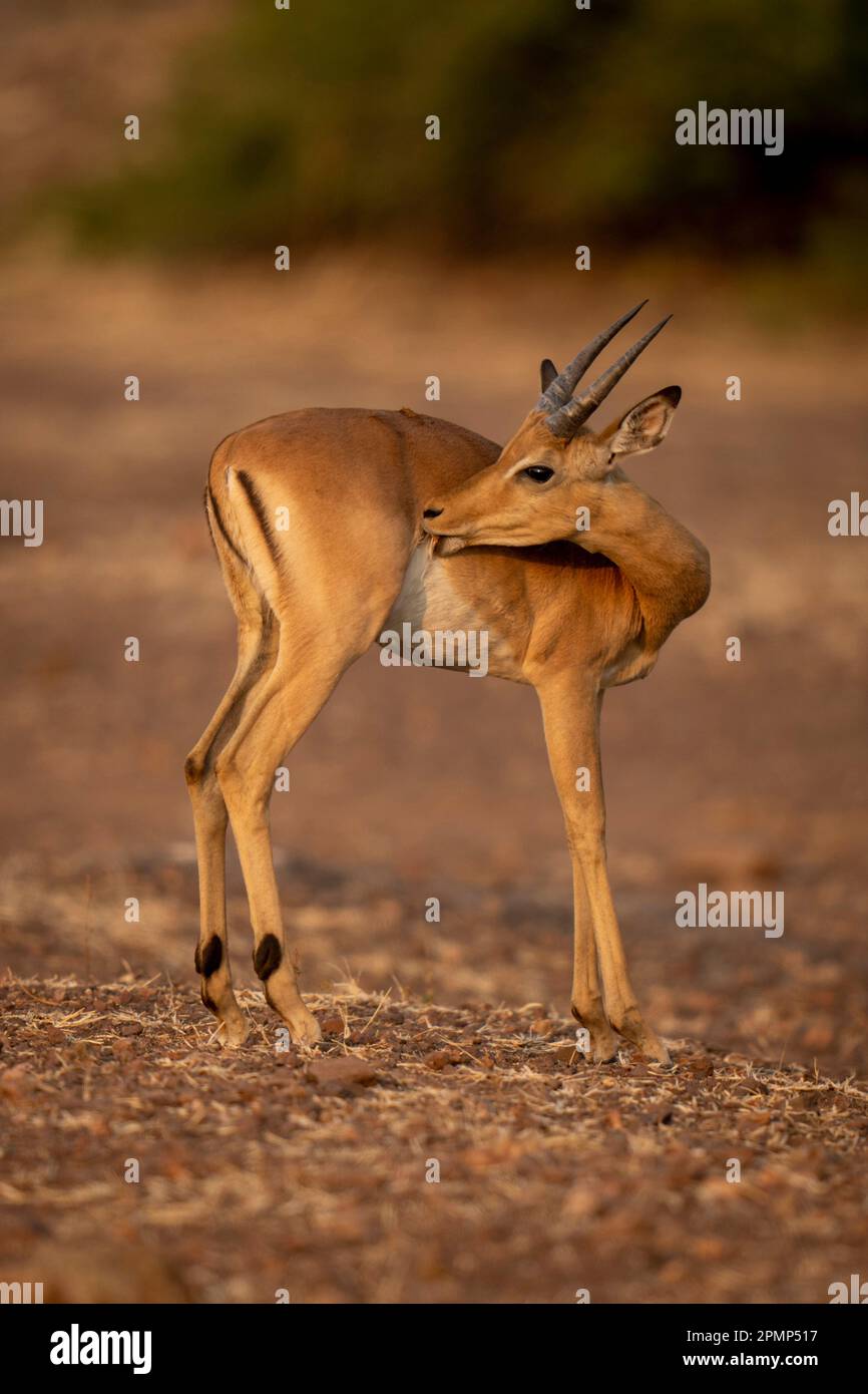 Giovane impala comune maschile (Aepyceros melampus) si erge leccare la ferita nel Parco Nazionale del Chobe; Chobe, Botswana Foto Stock