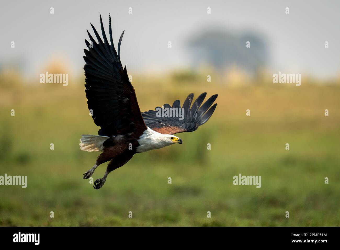 L'aquila di pesce africano (Haliaeetus vocifer) attraversa la pianura alluvionale diffondendo ali nel Parco Nazionale del Chobe; Chobe, Botswana Foto Stock