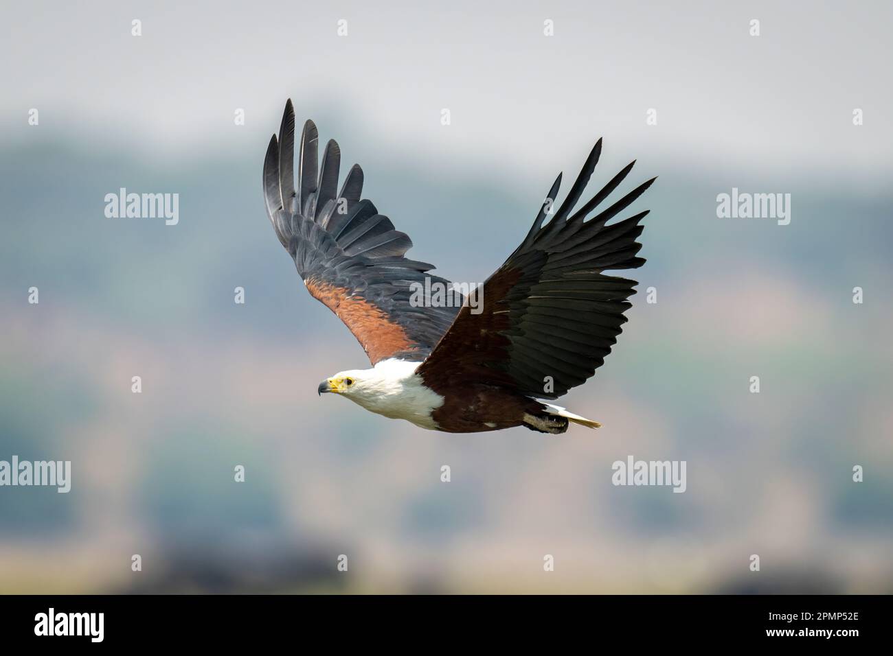 L'aquila di pesce africana (Haliaeetus vocifer) vola con le ali al di fuori del Parco Nazionale del Chobe; Chobe, Botswana Foto Stock
