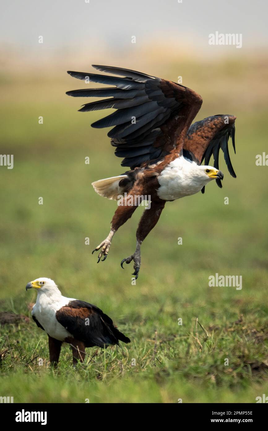 L'aquila di pesce africano (Haliaeetus vocifer) decolla accanto a un'altra nel Parco Nazionale del Chobe; Chobe, Botswana Foto Stock