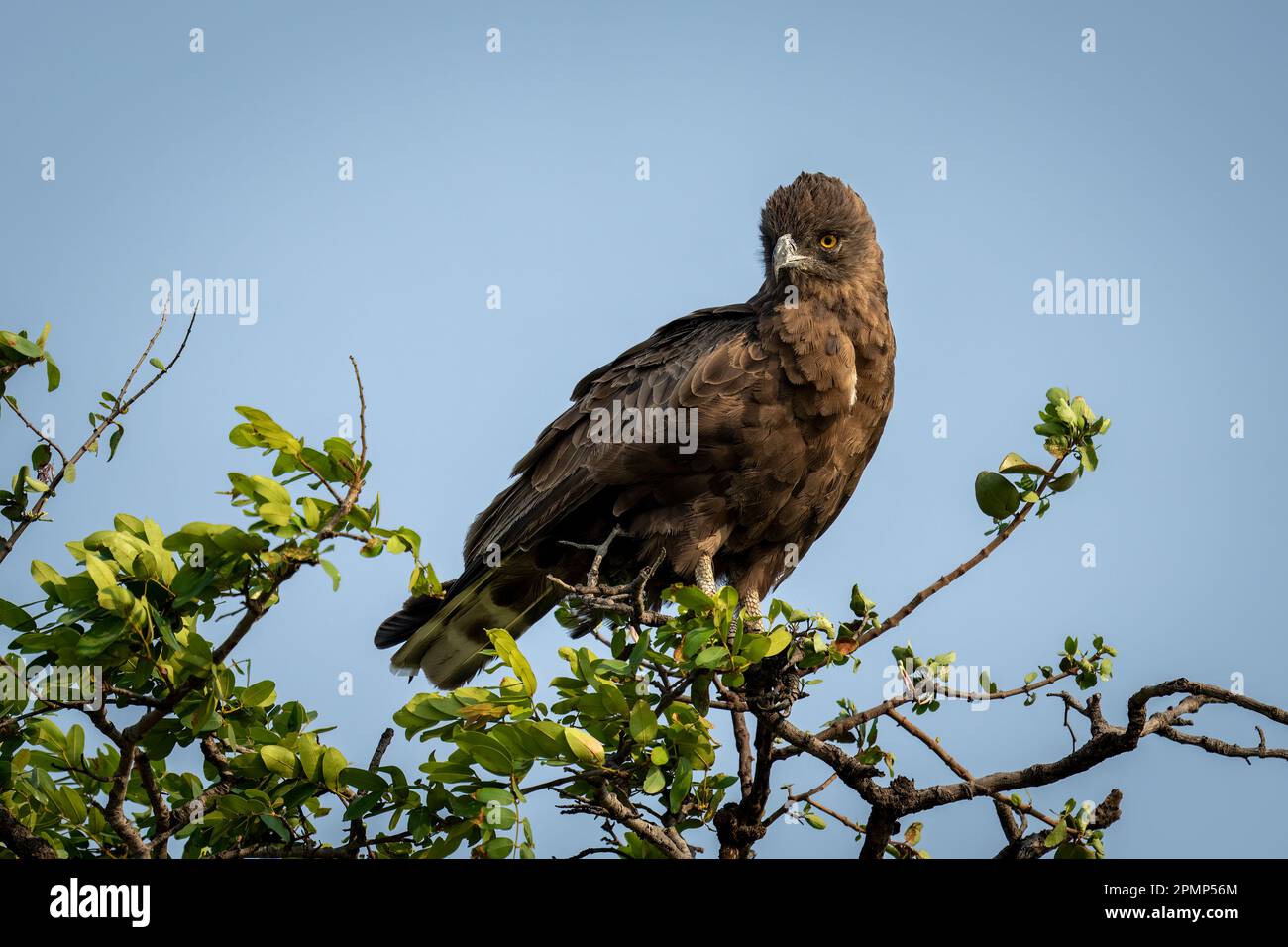 L'aquila di serpente marrone (Circaetus cinereus) guarda in basso dalla cima degli alberi nel Parco Nazionale del Chobe; Chobe, Botswana Foto Stock