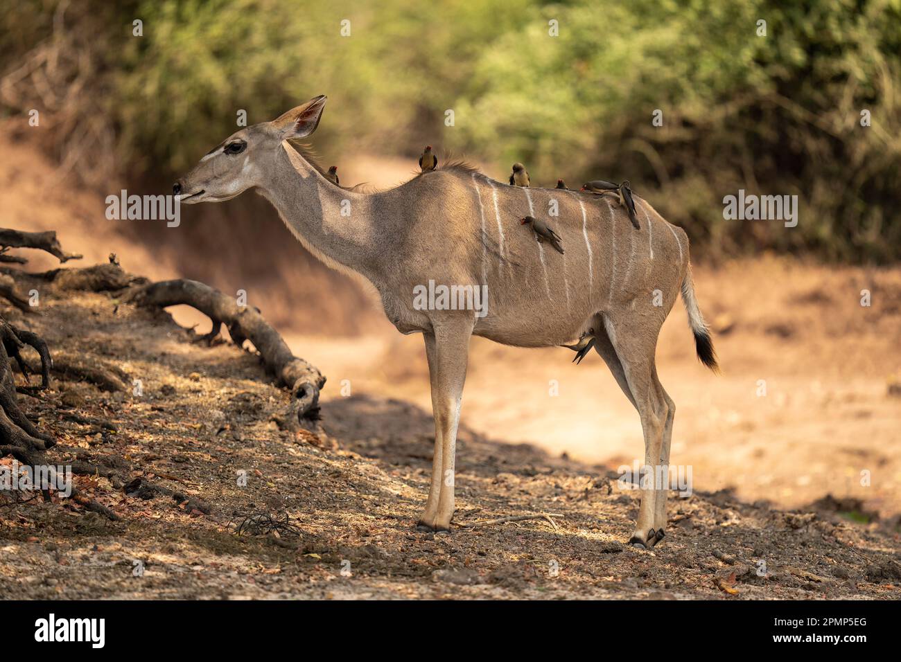 Il kudu maggiore femminile (Tragelaphus strepsiceros) è ricoperto di osspecker (Buphagus sp.) Nel Parco Nazionale del Chobe; Chobe, Botswana Foto Stock