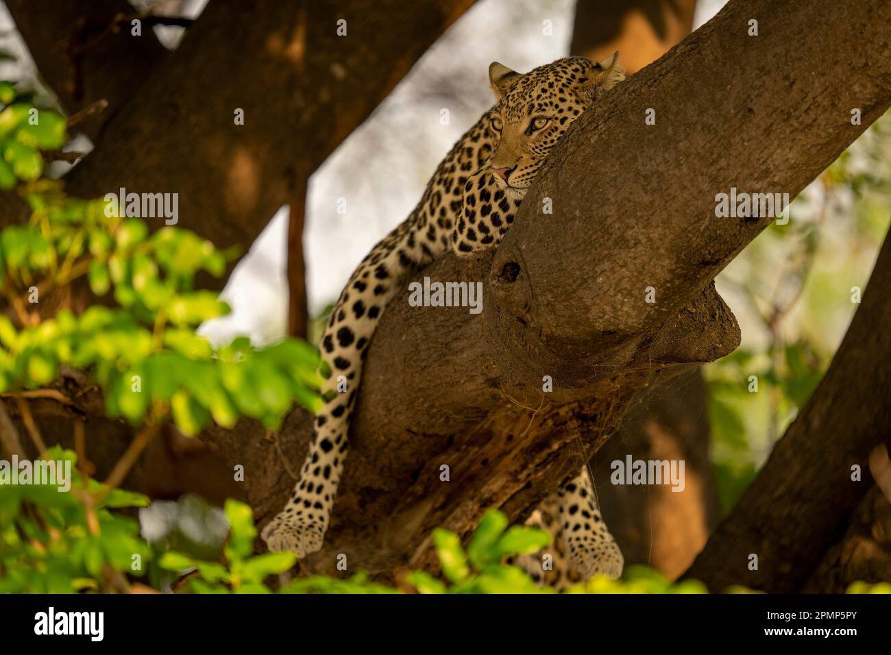 Il leopardo (Panthera pardus) si trova a fissare mentre si trova a cavallo di un ramo d'albero nel Parco Nazionale del Chobe; Chobe, Botswana Foto Stock