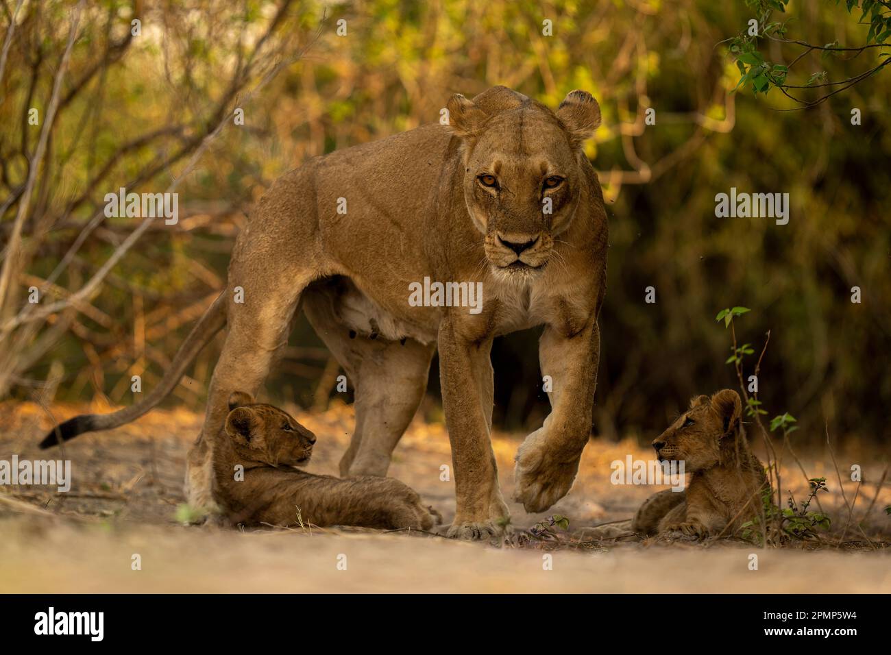 La leonessa (Panthera leo) cammina davanti a due cuccioli nei cespugli del Parco Nazionale del Chobe; Chobe, Botswana Foto Stock