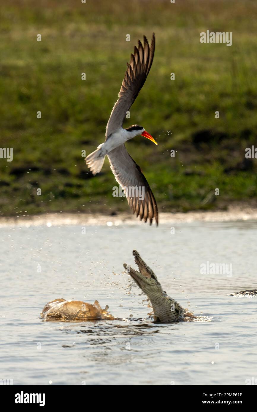 Coccodrillo del Nilo (Crocodylus niloticus) che cerca di catturare lo skimmer africano (Rynchops flavirostris) nel Parco Nazionale del Chobe; Chobe, Botswana Foto Stock