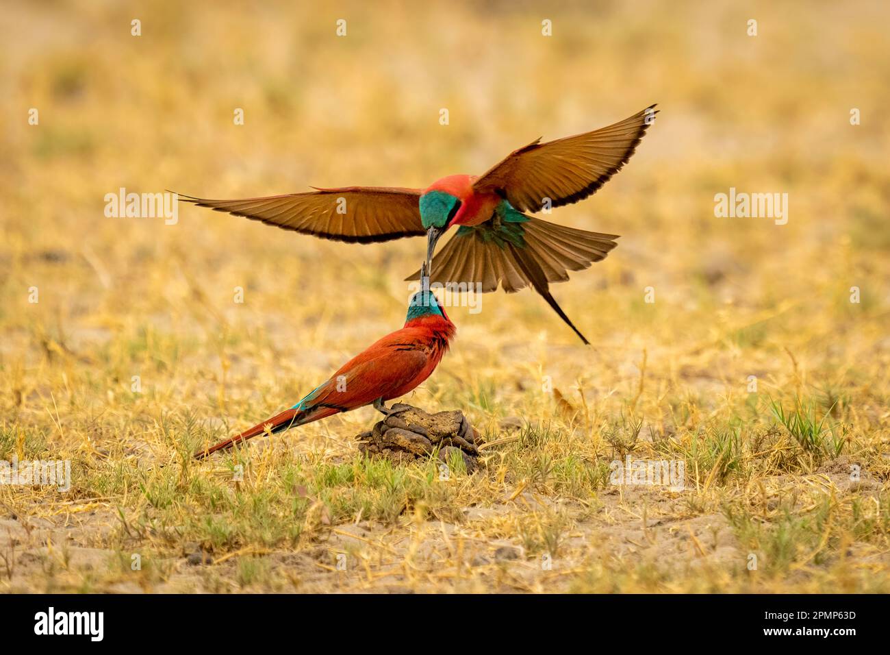 Il Merops nubicoides (Merops nubicoides) nutre un altro in volo nel Parco Nazionale del Chobe; Chobe, Botswana Foto Stock
