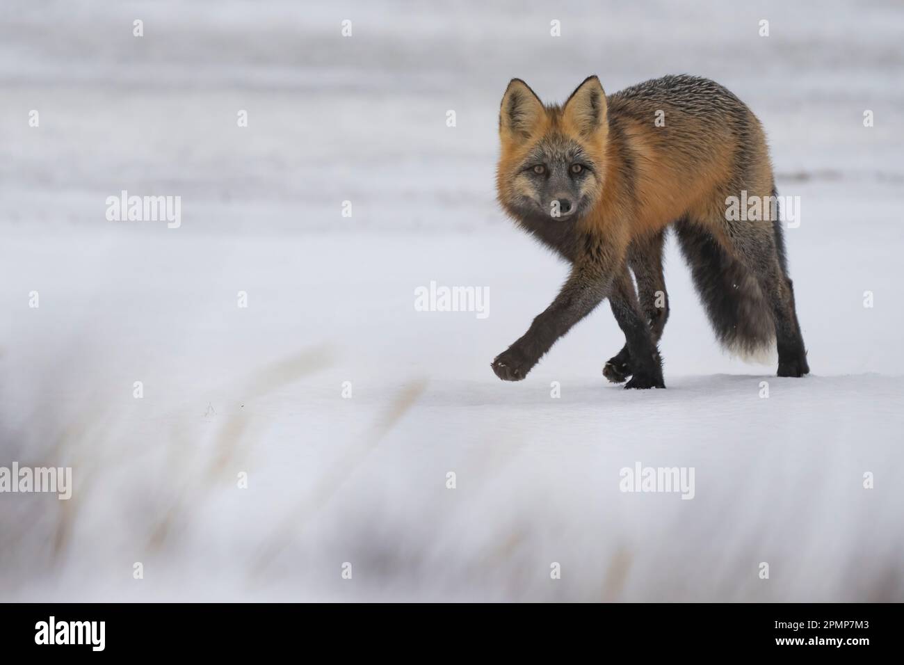 Ritratto di una volpe rossa (Vulpes vulpes) che cammina sulla neve, guardando la macchina fotografica; Churchill, Manitoba, Canada Foto Stock
