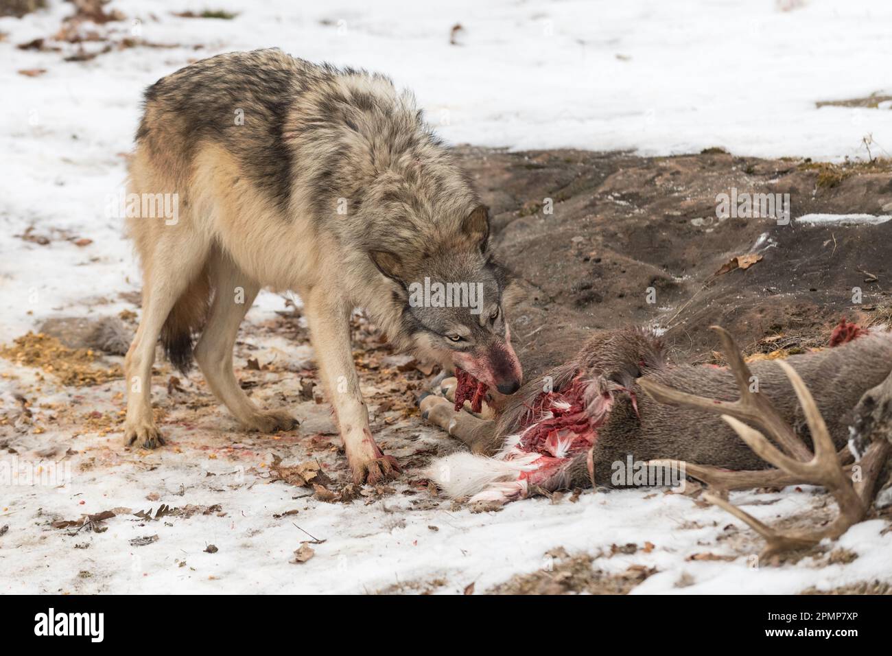Lupo grigio (Canis lupus) Guanti su boccaglio di carne da carcassa di cervo inverno - animale prigioniero Foto Stock